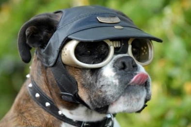 Kiếm triệu đô từ những ý tưởng kinh doanh kỳ lạ